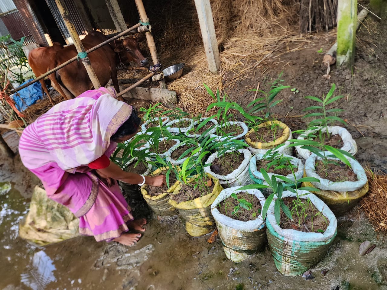 Livelihood Security Program (LSP)